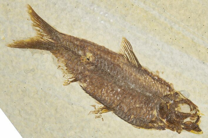 Detailed Fossil Fish (Knightia) - Wyoming #355611